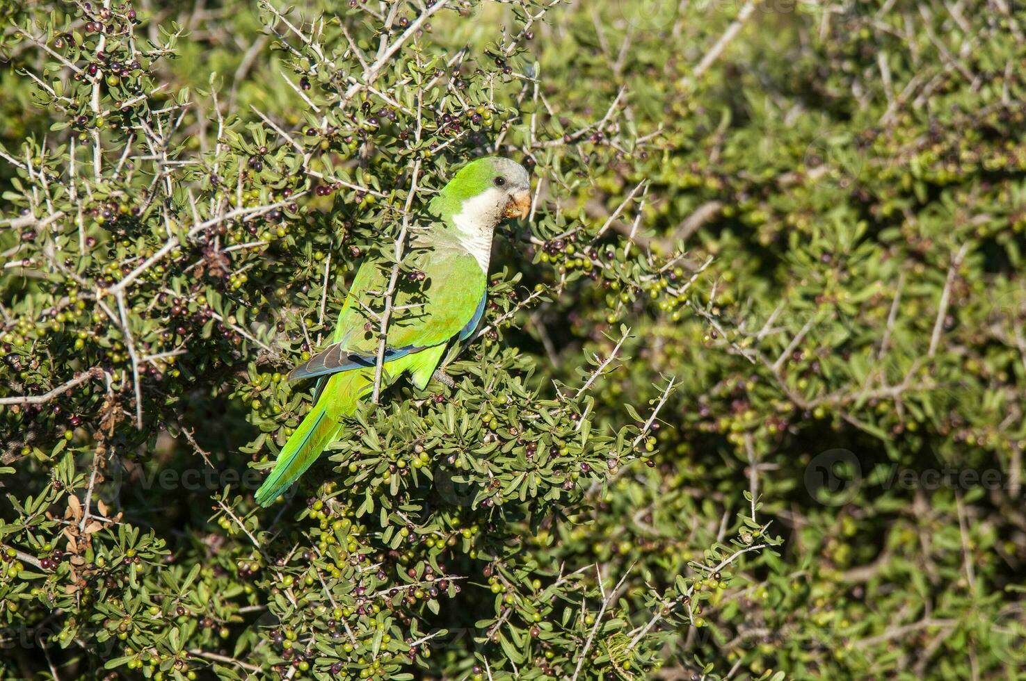 perico encaramado en un rama de caldén , la pampa, Patagonia, argentina foto