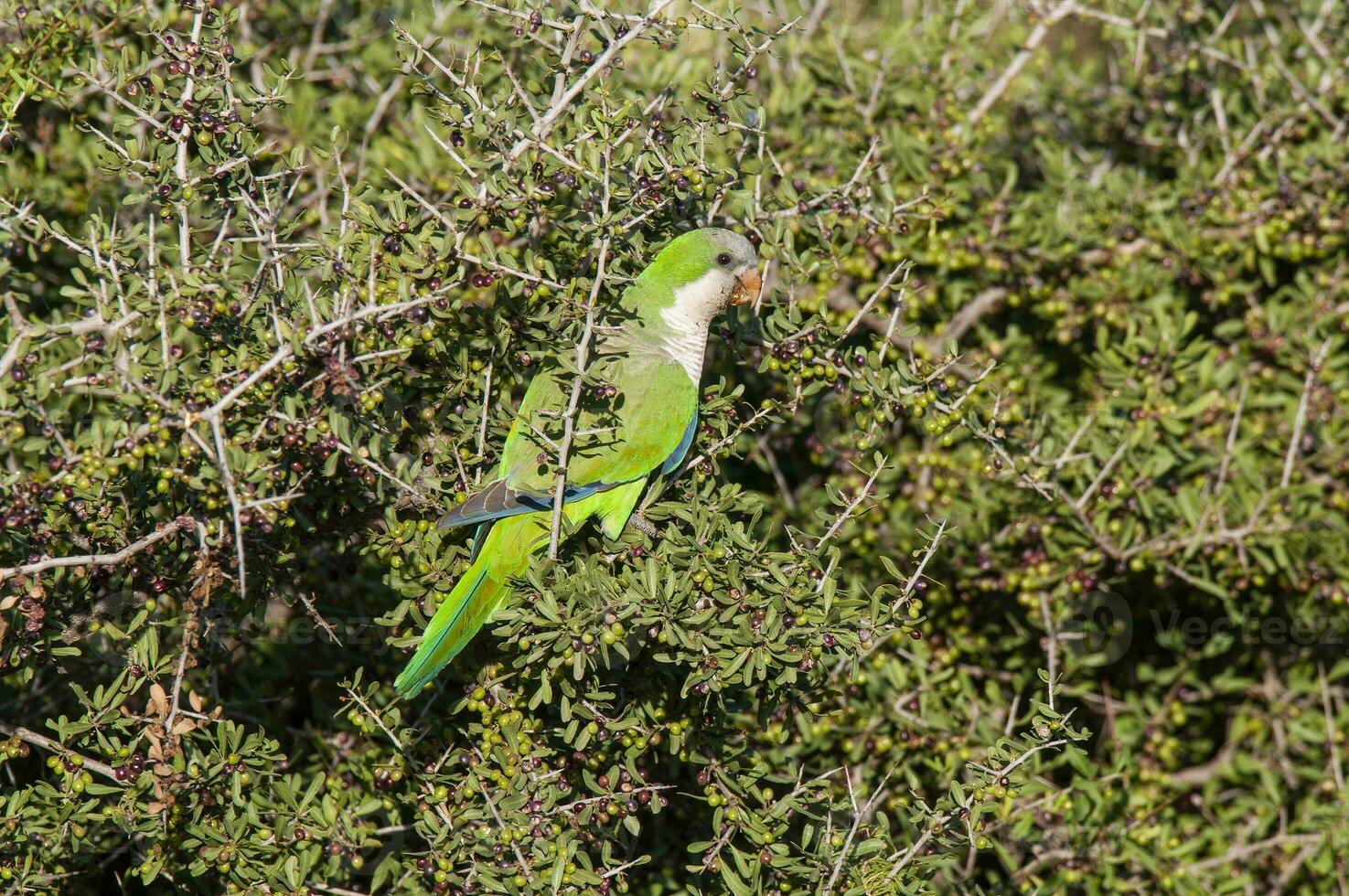 Parakeet perched on a branch of Calden , La Pampa, Patagonia, Argentina photo
