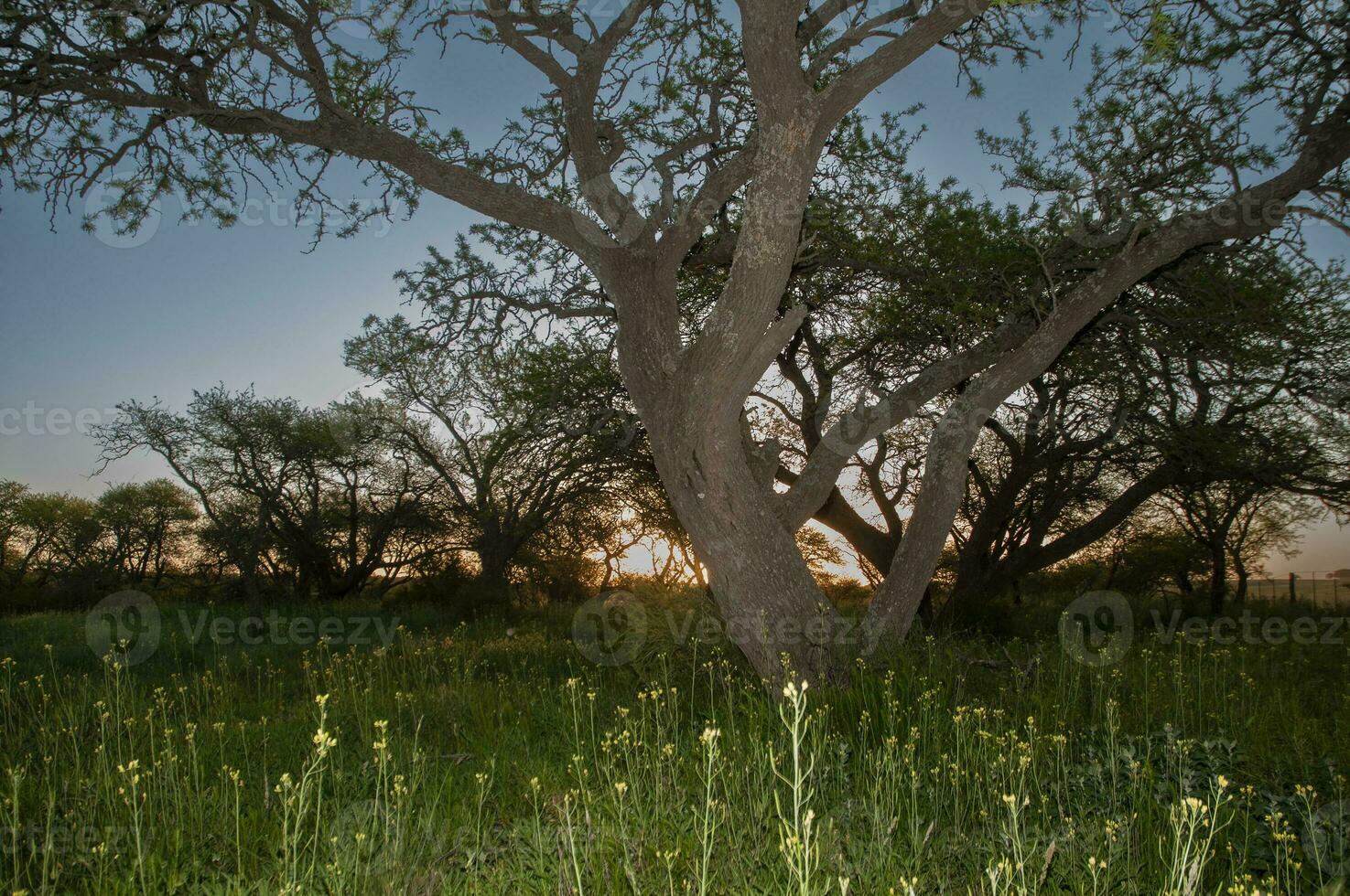 Calden forest landscape, La Pampa province, Patagonia, Argentina. photo