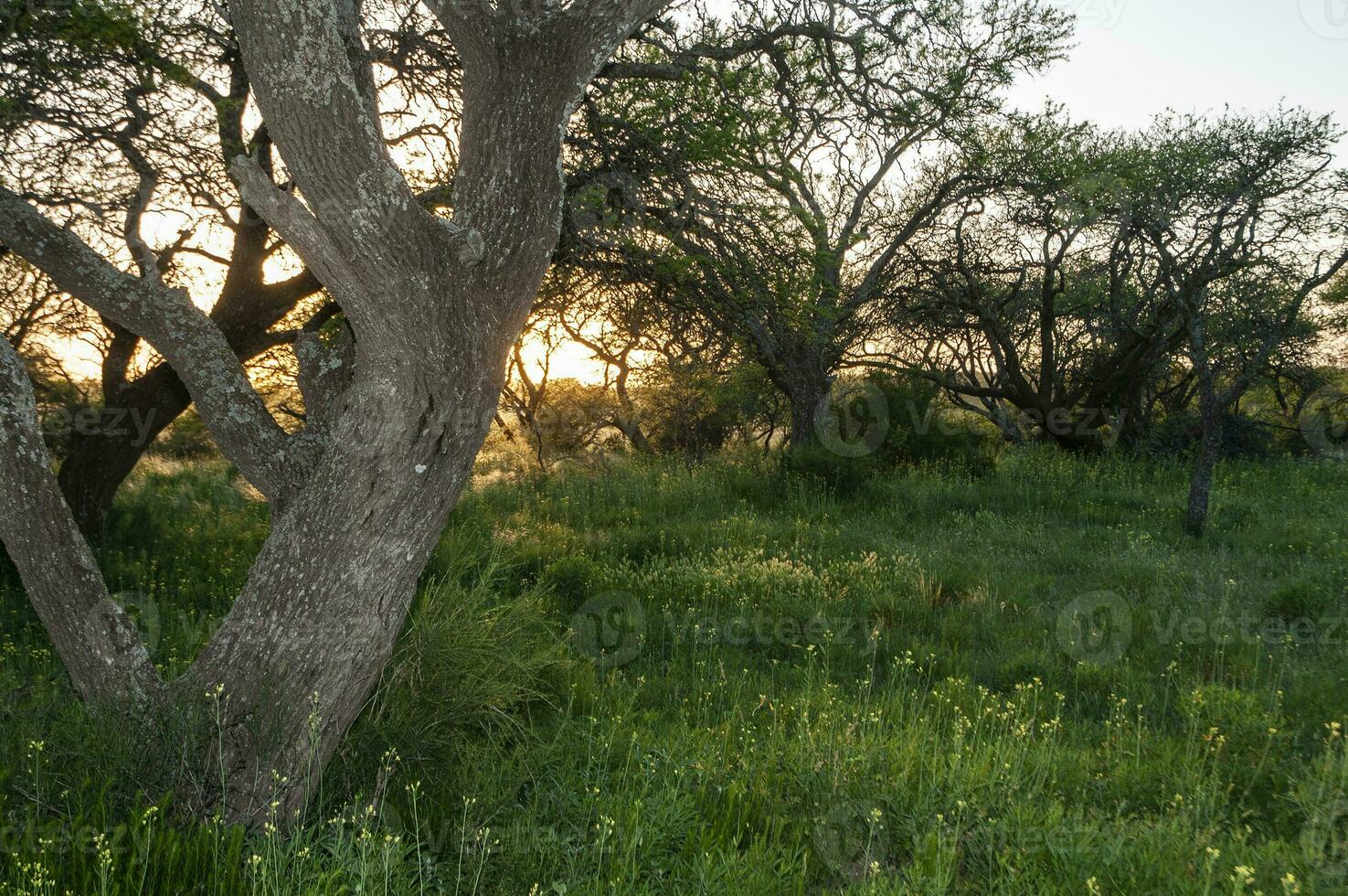 caldén bosque paisaje, la pampa provincia, Patagonia, argentina. foto