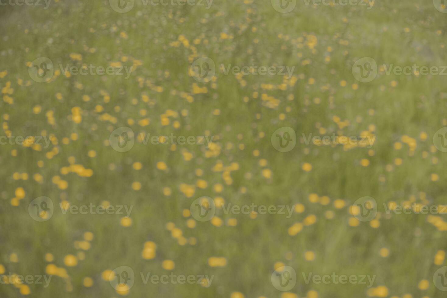 Wild flowers in spring, Patagonia, Argentina photo