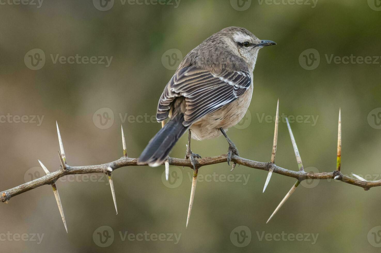 White banded mokingbird in Calden Forest environment, Patagonia forest, Argentina. photo