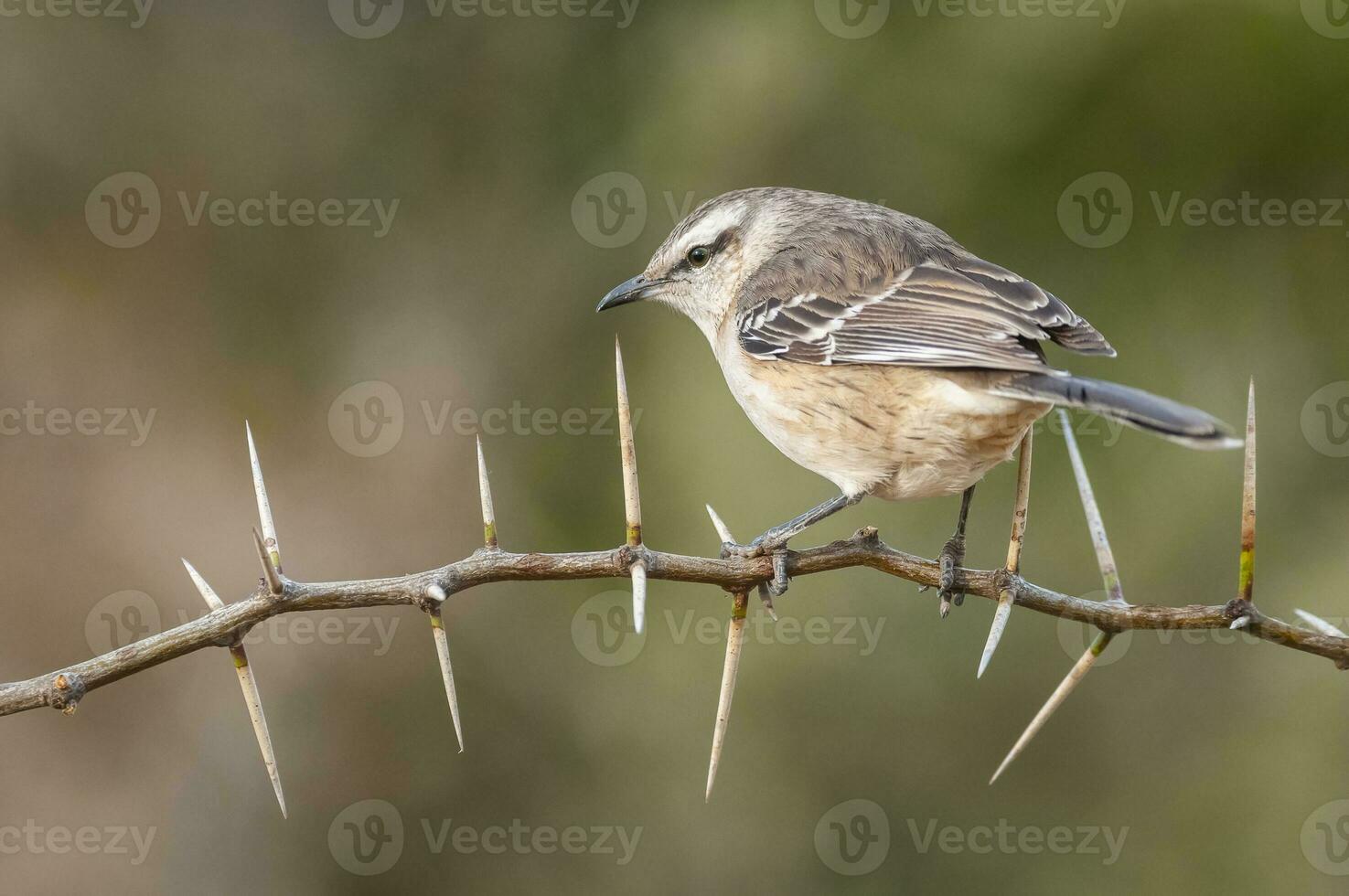 White banded mokingbird in Calden Forest environment, Patagonia forest, Argentina. photo