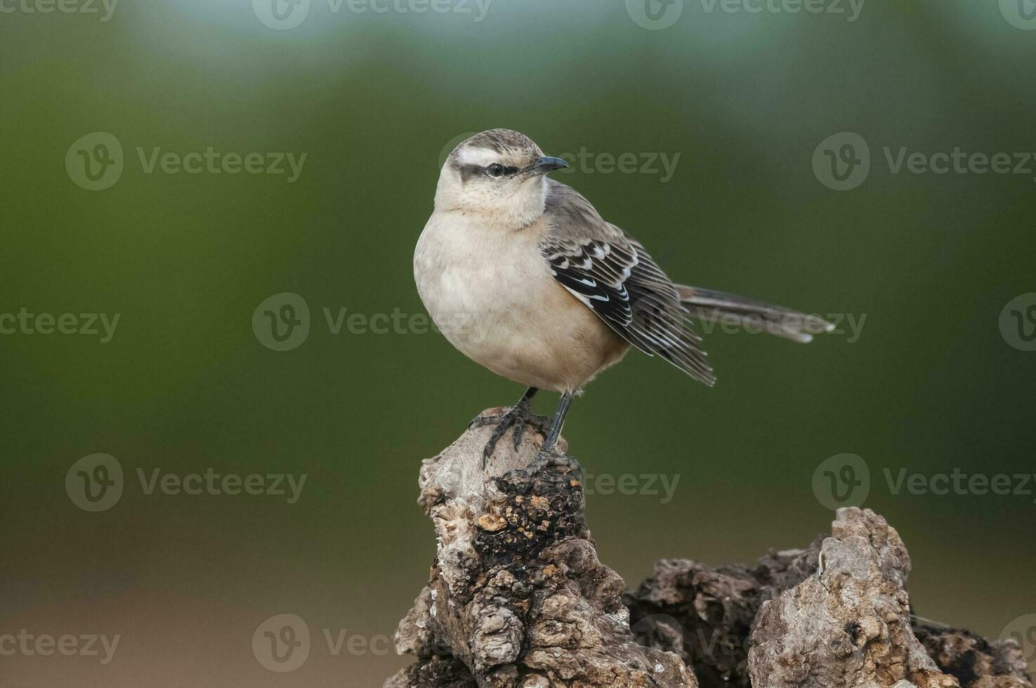 White banded mokingbird in Calden Forest environment, Patagonia forest, Argentina. photo