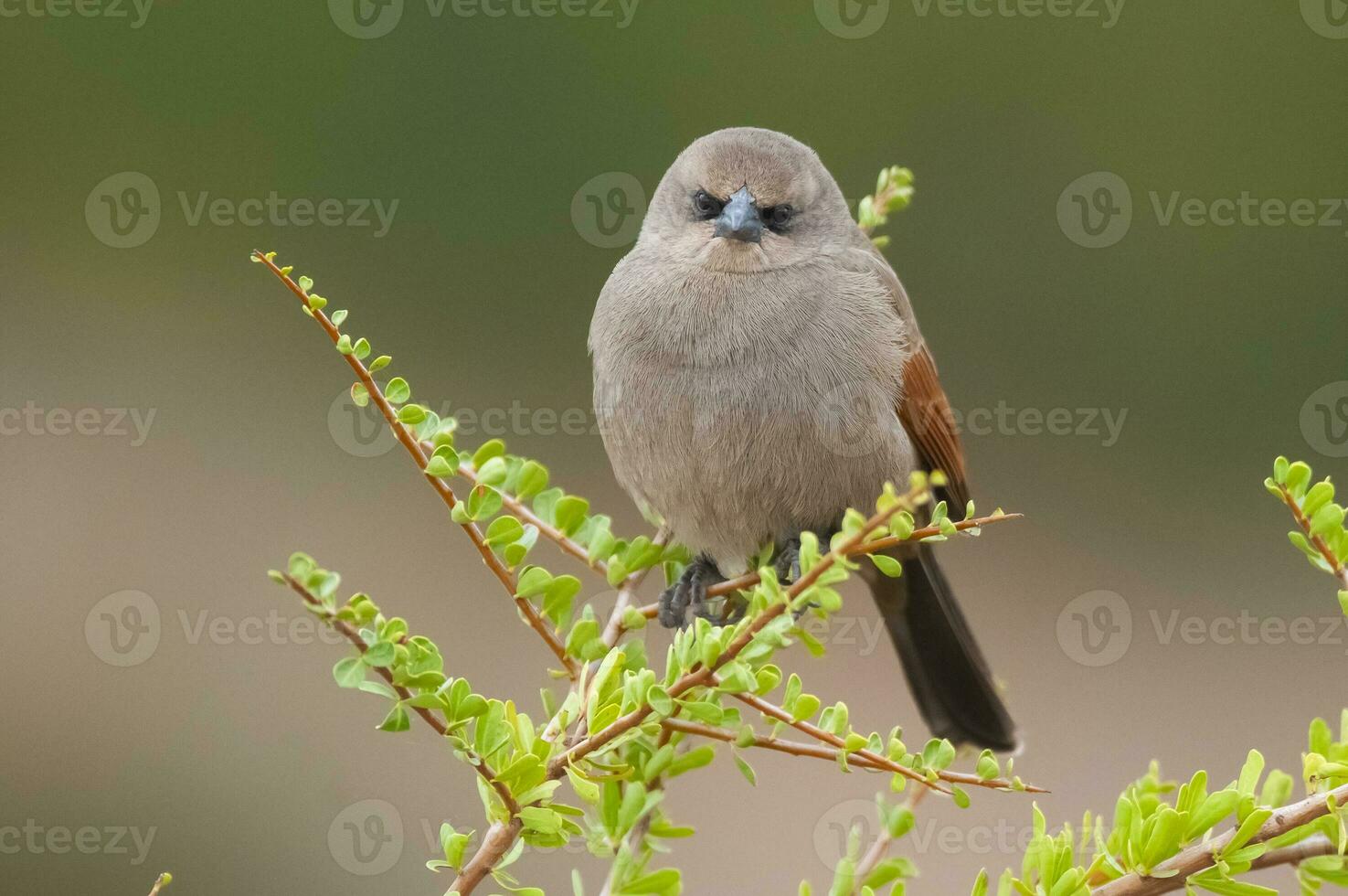 Bay winged Cowbird in Calden forest environment, La Pampa Province, Patagonia, Argentina. photo