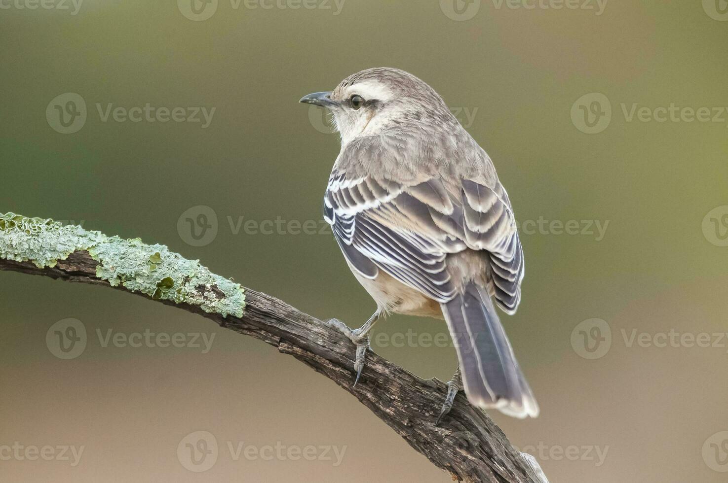 White banded mokingbird in Calden Forest environment, Patagonia forest, Argentina. photo