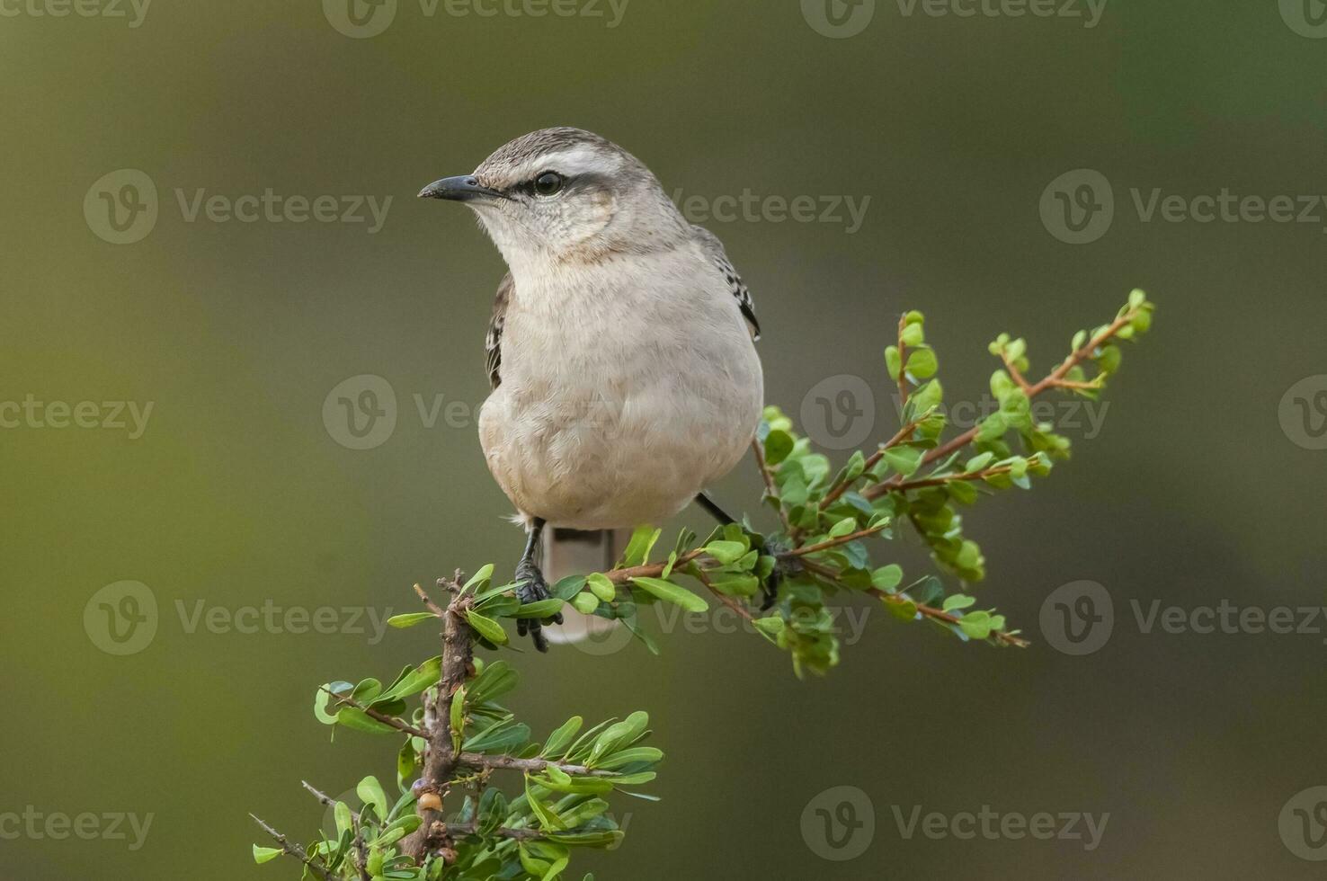 blanco congregado ruiseñor en caldén bosque ambiente, Patagonia bosque, argentina. foto