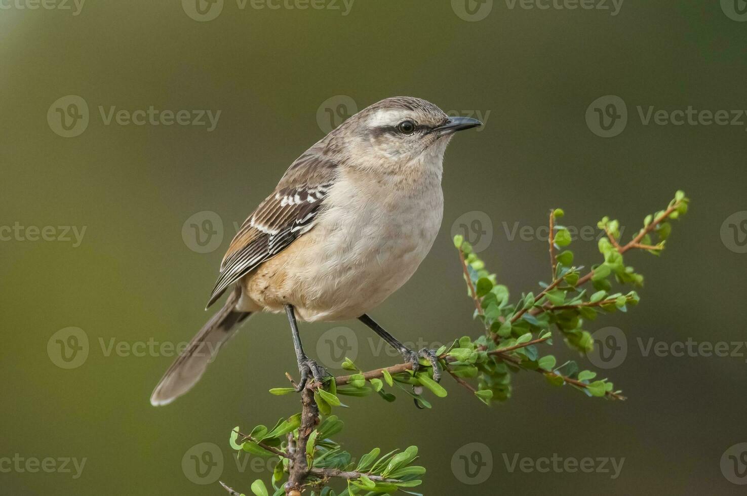 White banded mokingbird in Calden Forest environment, Patagonia forest, Argentina. photo