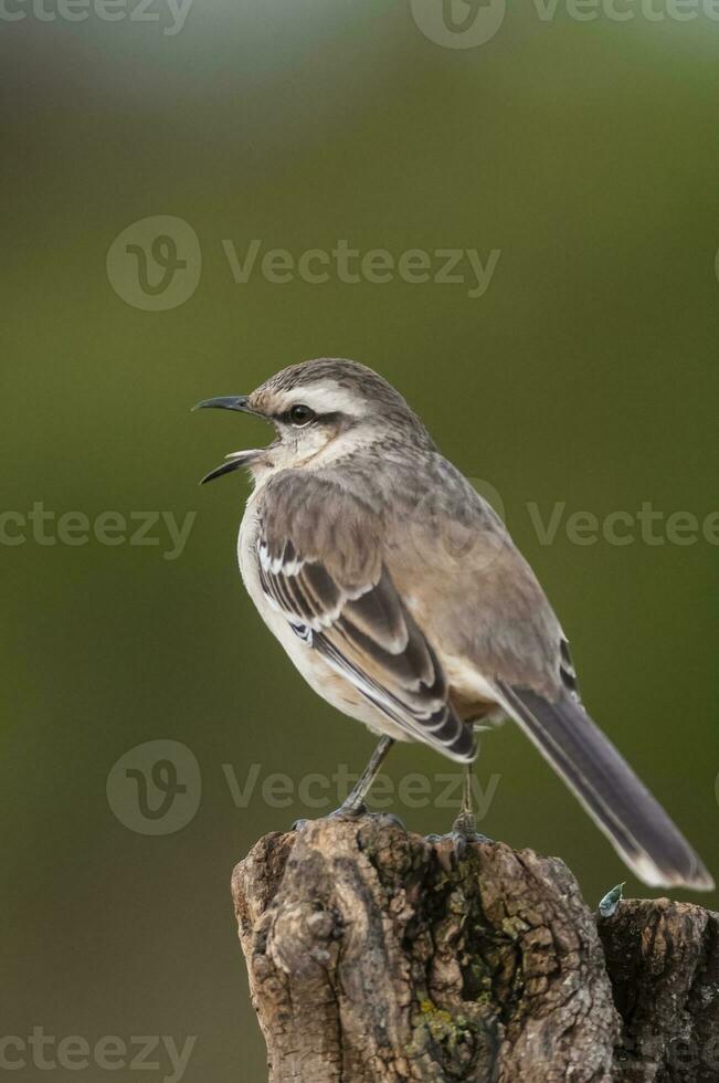 White banded mokingbird in Calden Forest environment, Patagonia forest, Argentina. photo