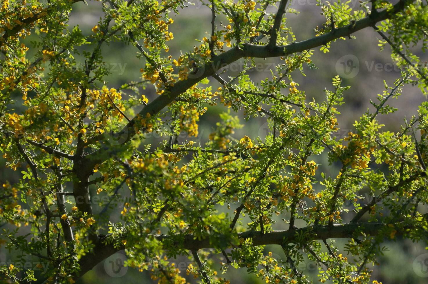 Chanar tree in Calden forest, bloomed in spring, La Pampa, Argentina photo