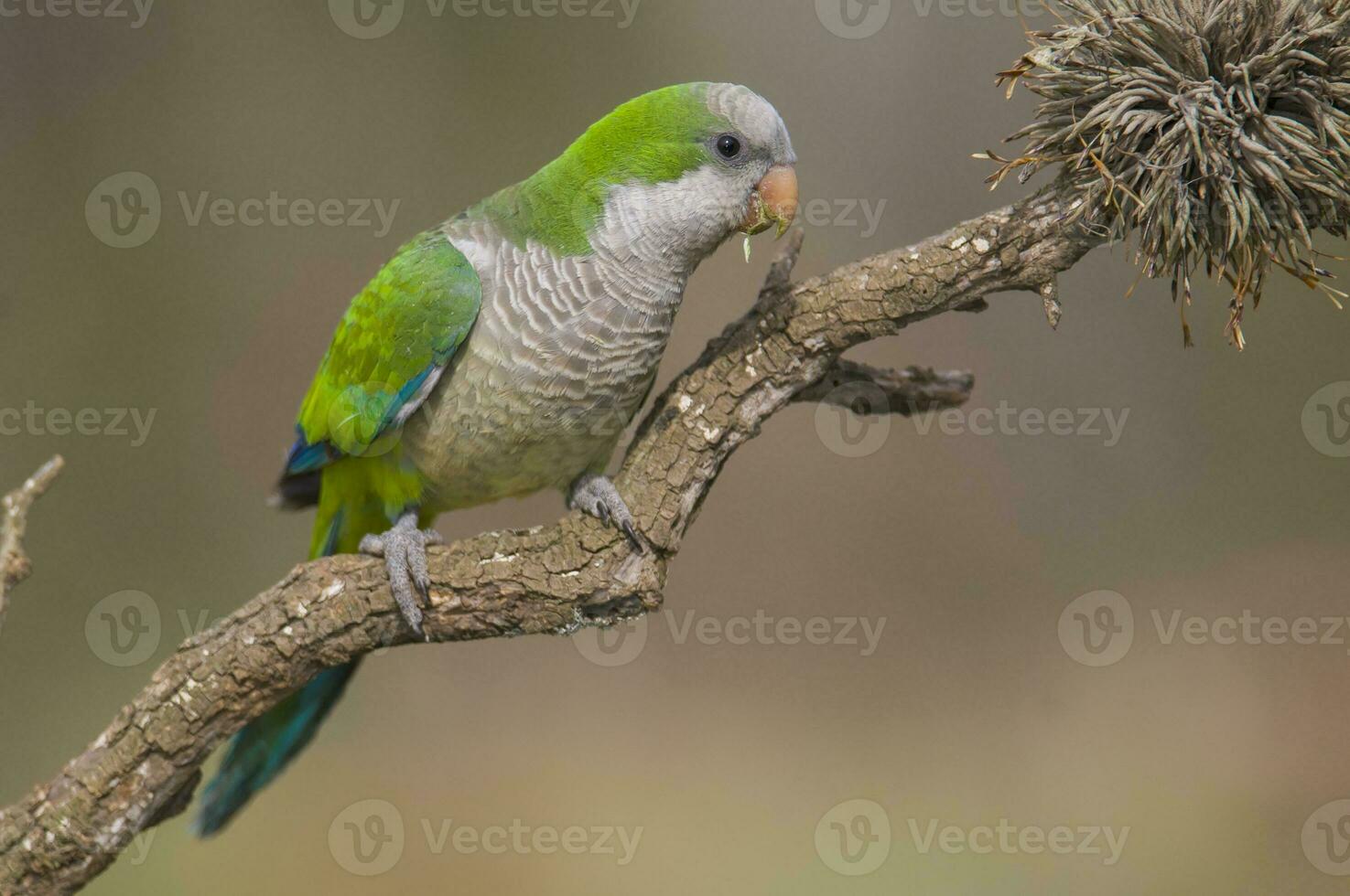 Parakeet perched on a branch of Calden , La Pampa, Patagonia, Argentina photo