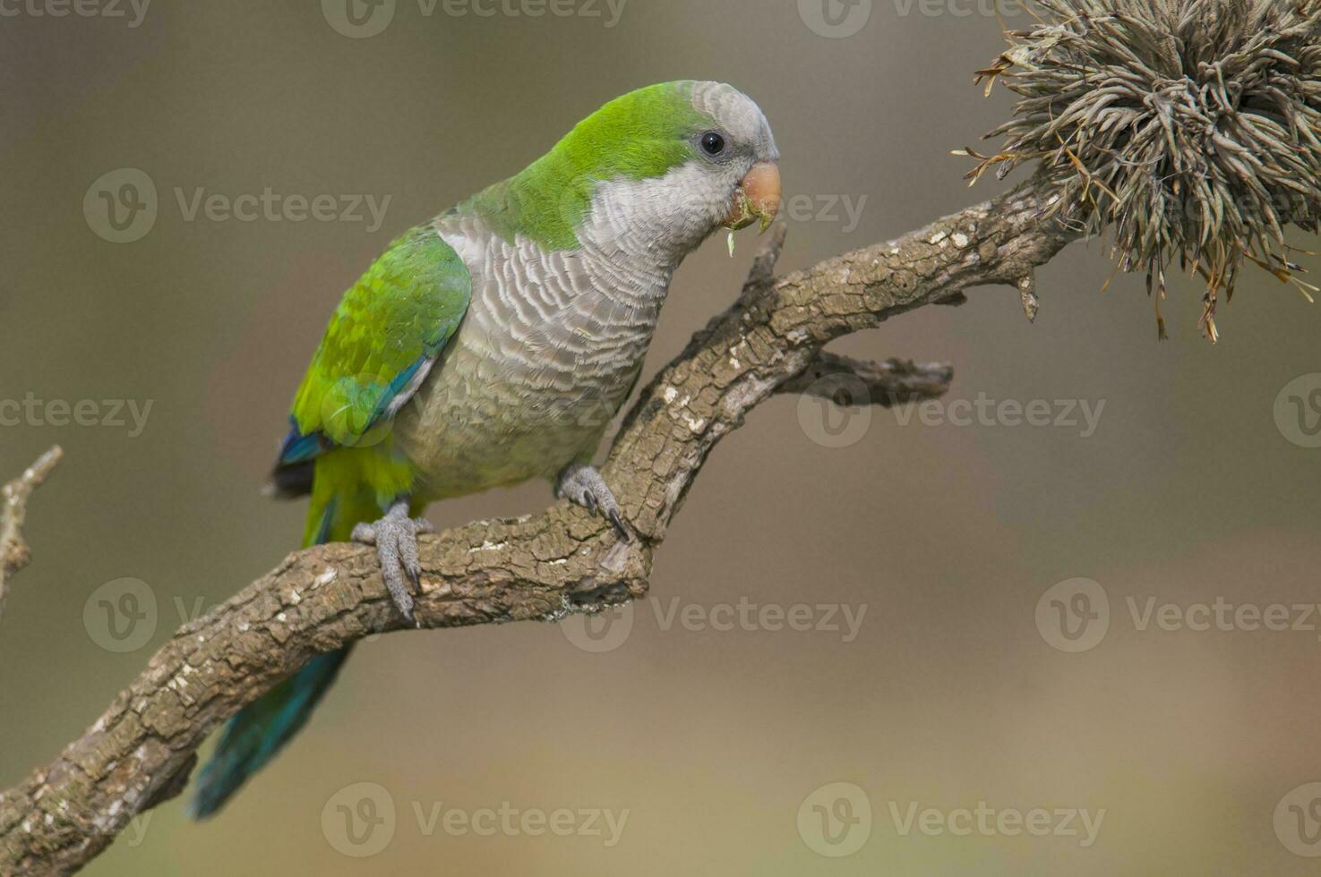 perico encaramado en un rama de caldén , la pampa, Patagonia, argentina foto