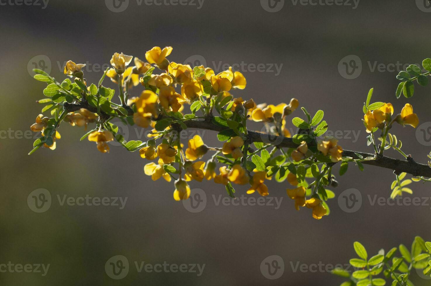 Chanar tree in Calden forest, bloomed in spring, La Pampa, Argentina photo