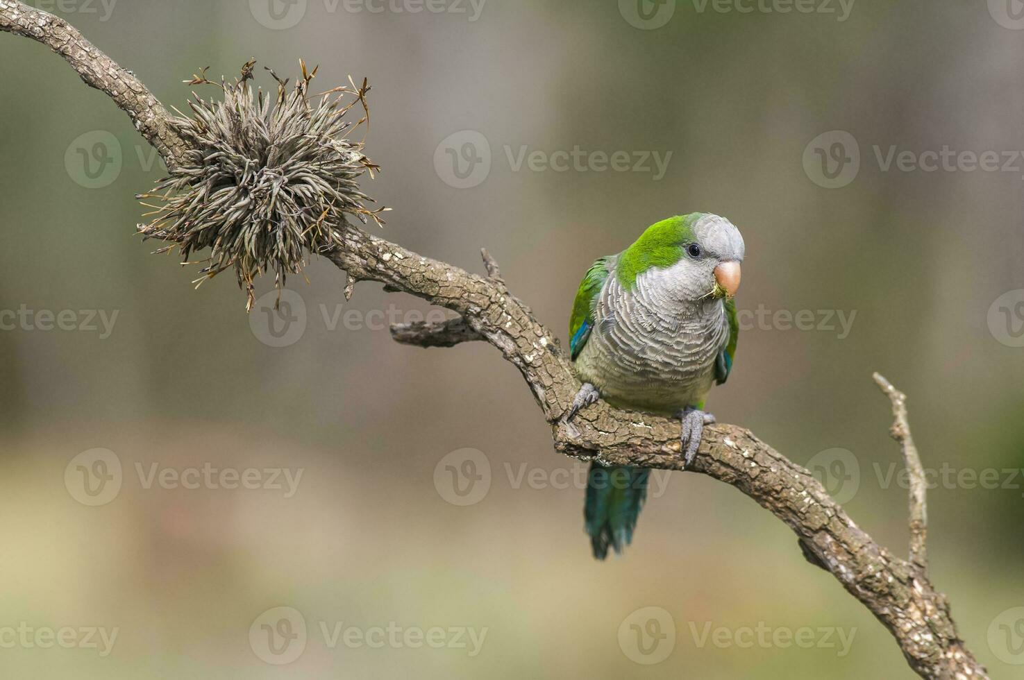 perico encaramado en un rama de caldén , la pampa, Patagonia, argentina foto