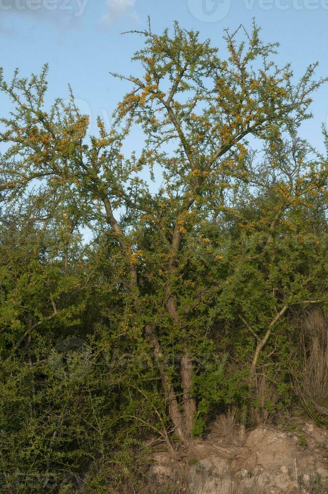 Chanar tree in Calden forest, bloomed in spring, La Pampa, Argentina photo