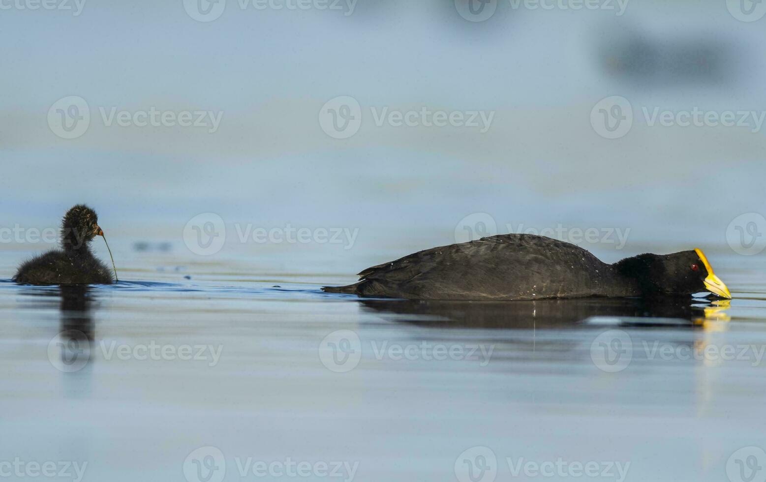 White winged coot, La Pampa province, Patagonia, Argentina. photo