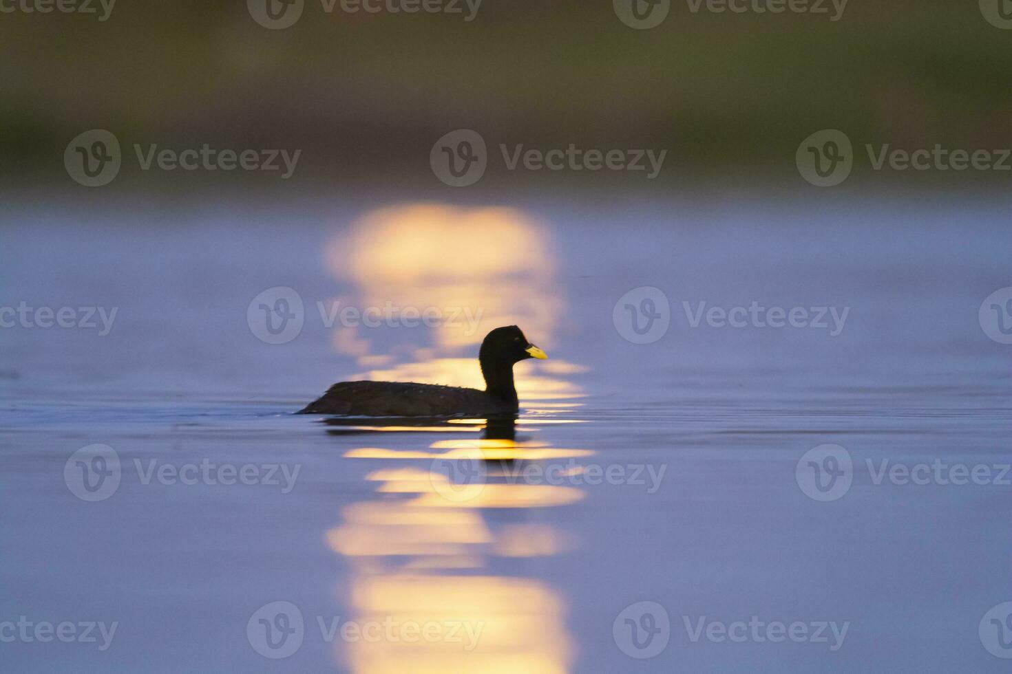 White winged coot, diving to look for food, La Pampa province, Patagonia,  Argentina. photo