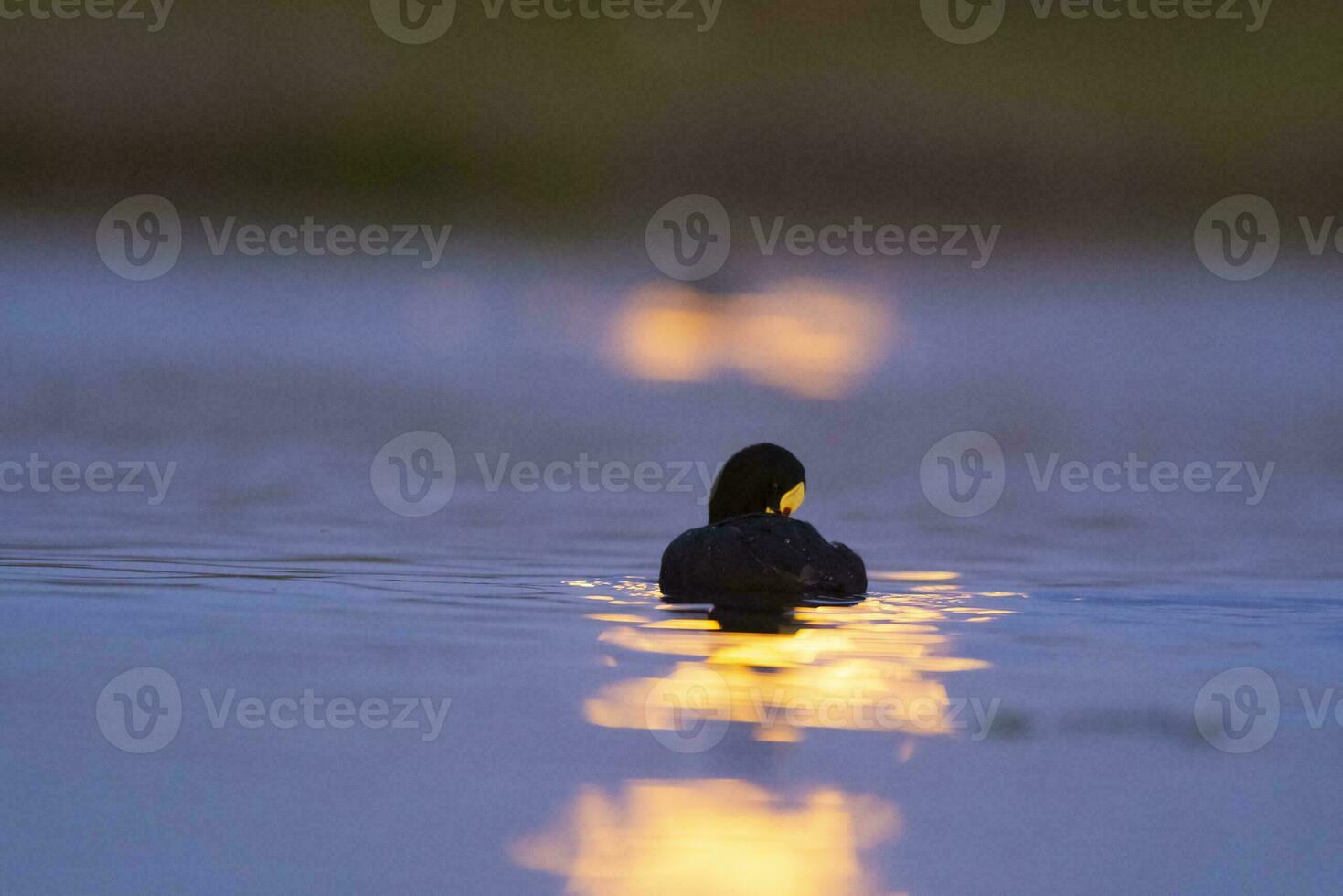 White winged coot, diving to look for food, La Pampa province, Patagonia,  Argentina. photo