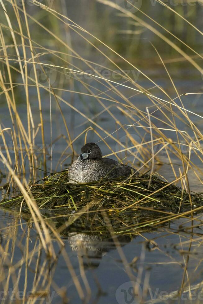 White tufted grebe, La Pampa, Patagonia,Argentina photo