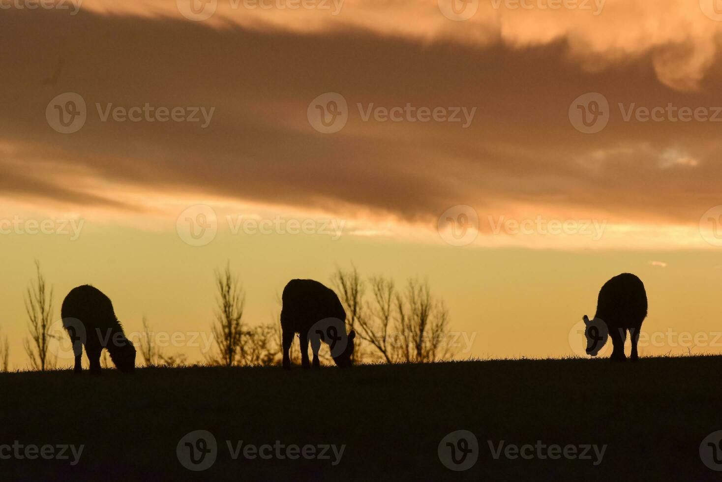 Cows fed  grass, in countryside, Pampas, Patagonia,Argentina photo