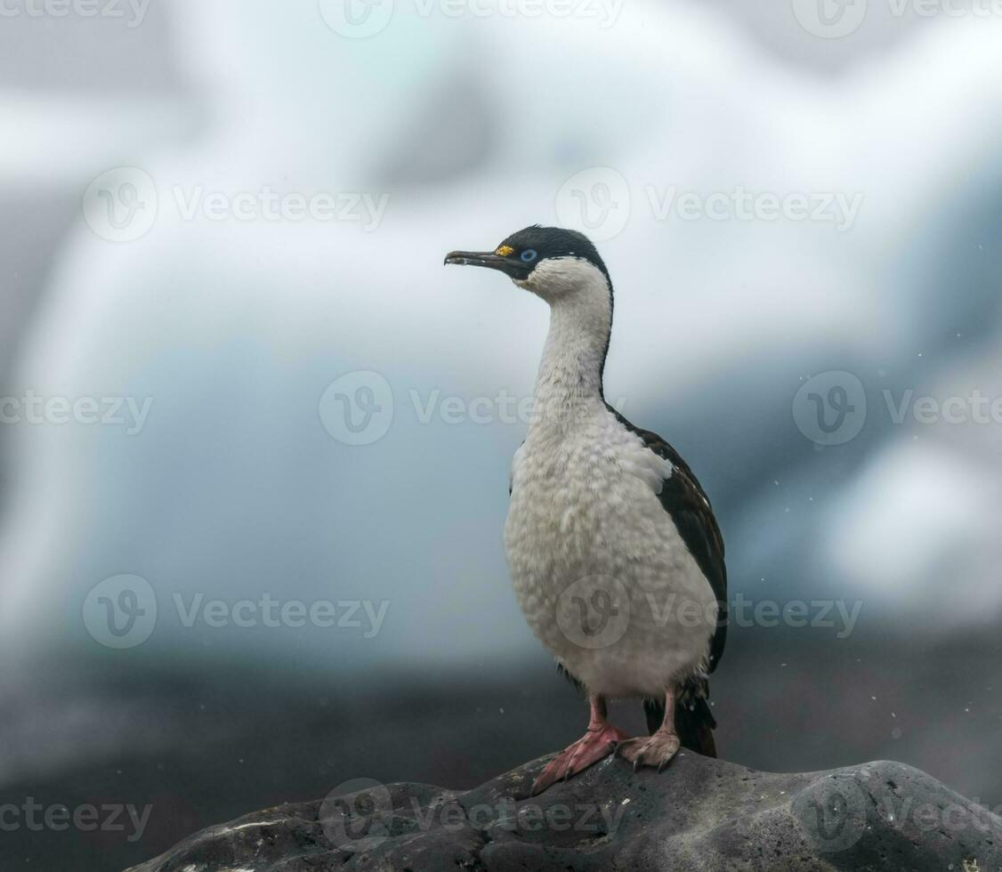 Imperial Cormorant, breeding colony, Paulet Island, Antarica photo