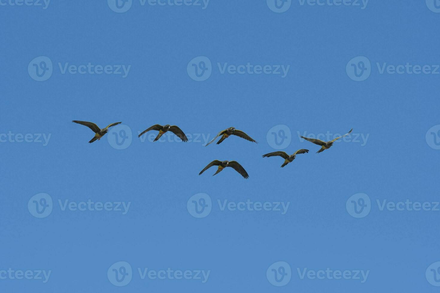 Burrowing Parrot in flight, La Pampa Province, Patagonia, Argentina photo