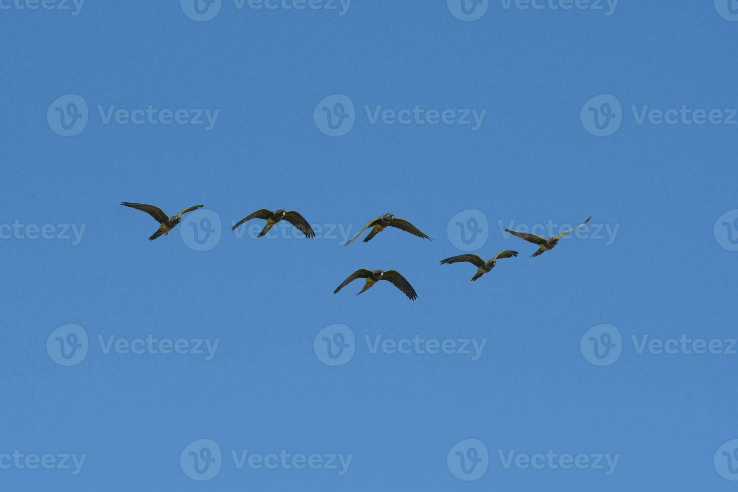 excavación loro en vuelo, la pampa provincia, Patagonia, argentina foto