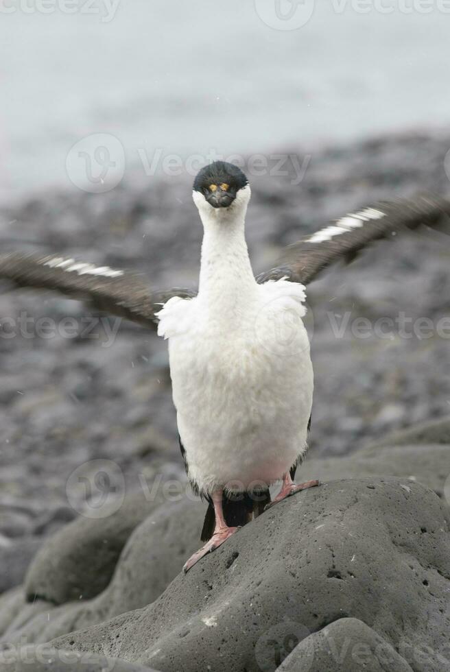 Imperial Cormorant, breeding colony, Paulet Island, Antarica photo