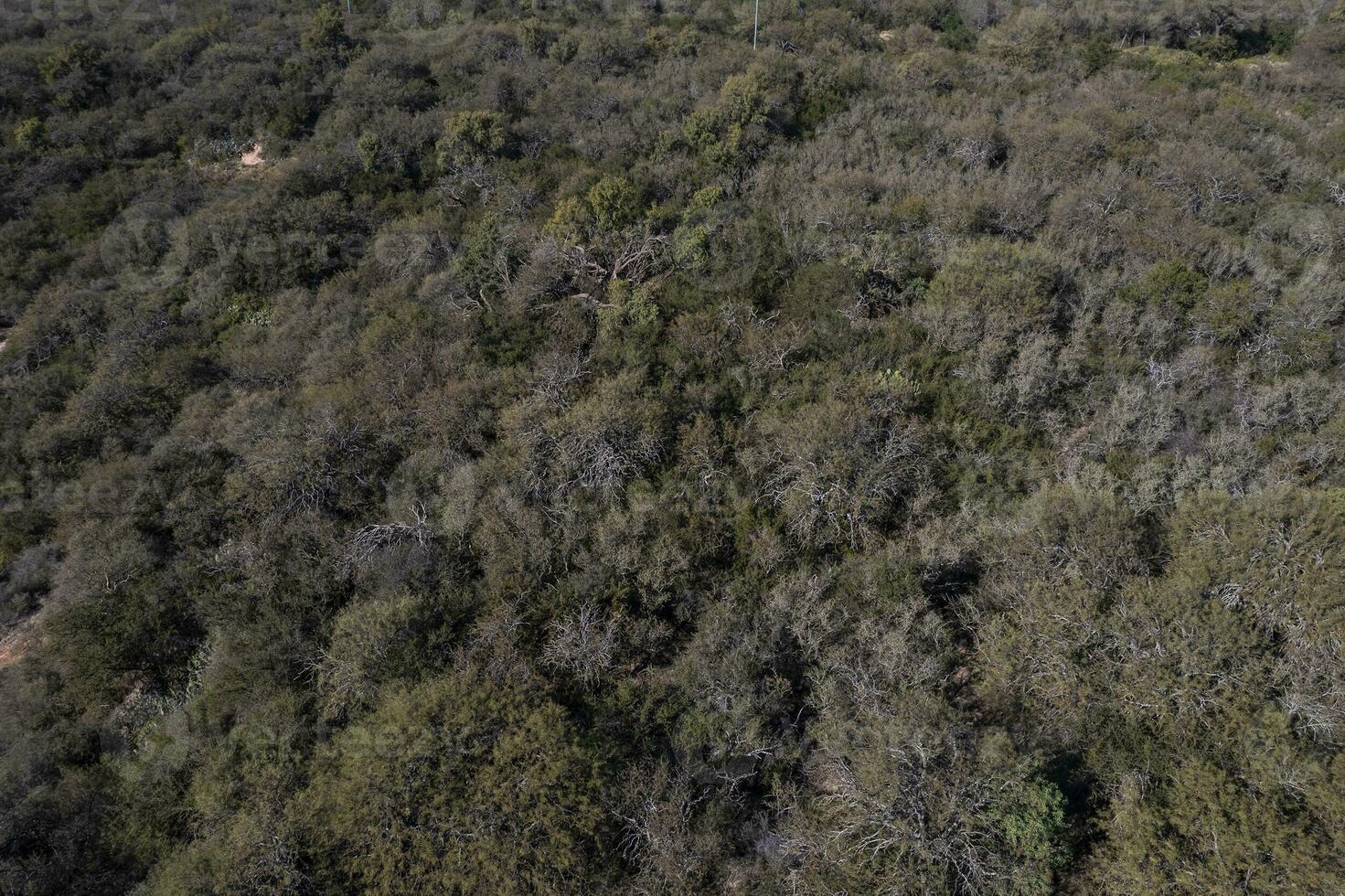 Pampas forest, Calden tree, Prosopis Caldenia, endemic species in La Pampa, Patagonia, Argentina photo