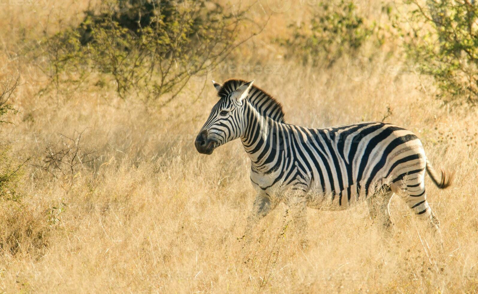 Zebra in the African savannah, photo