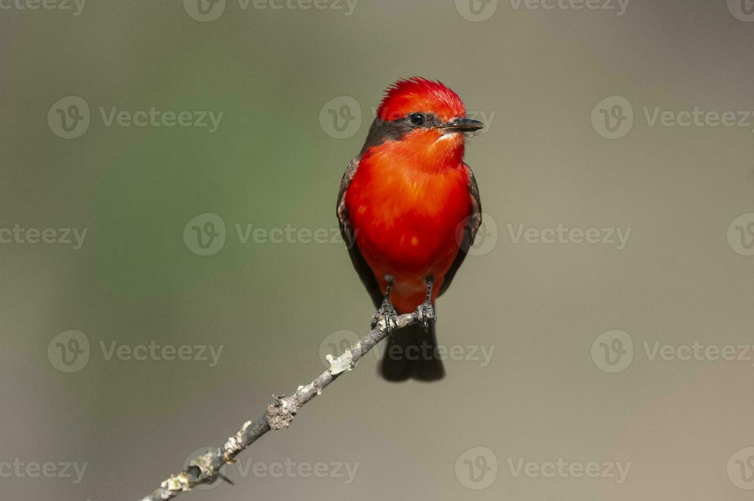 Vermilion Flycatcher male perched, La Pampa, Patagonia,  Argentina photo