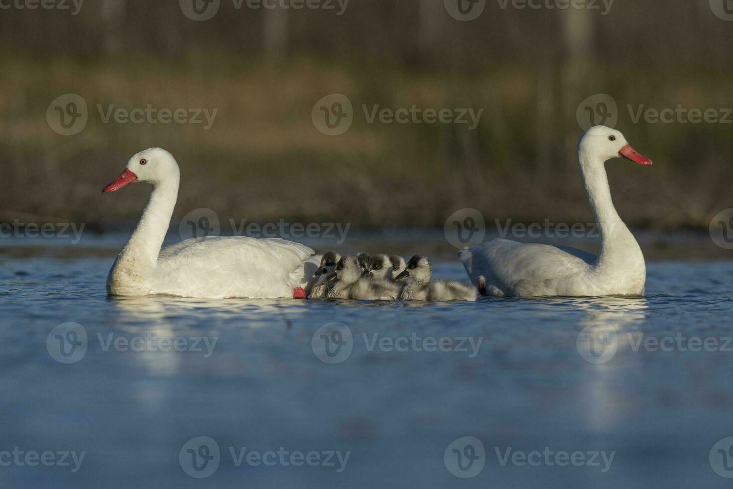 Coscoroba swan with cygnets swimming in a lagoon , La Pampa Province, Patagonia, Argentina. photo
