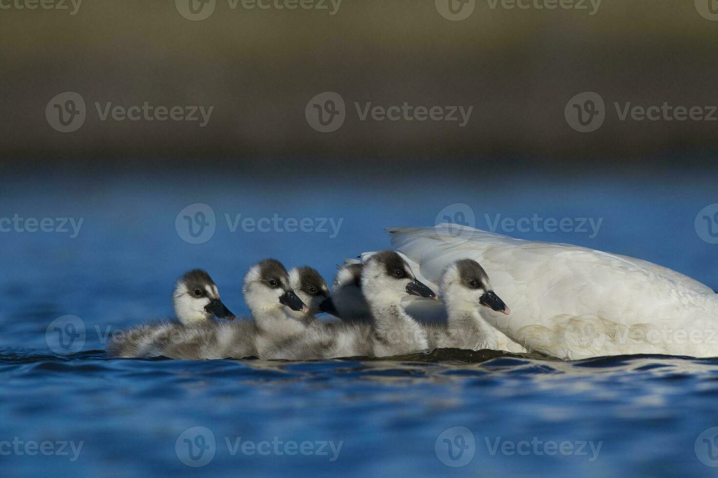 Coscoroba swan cygnets  swimming in a lagoon , La Pampa Province, Patagonia, Argentina. photo