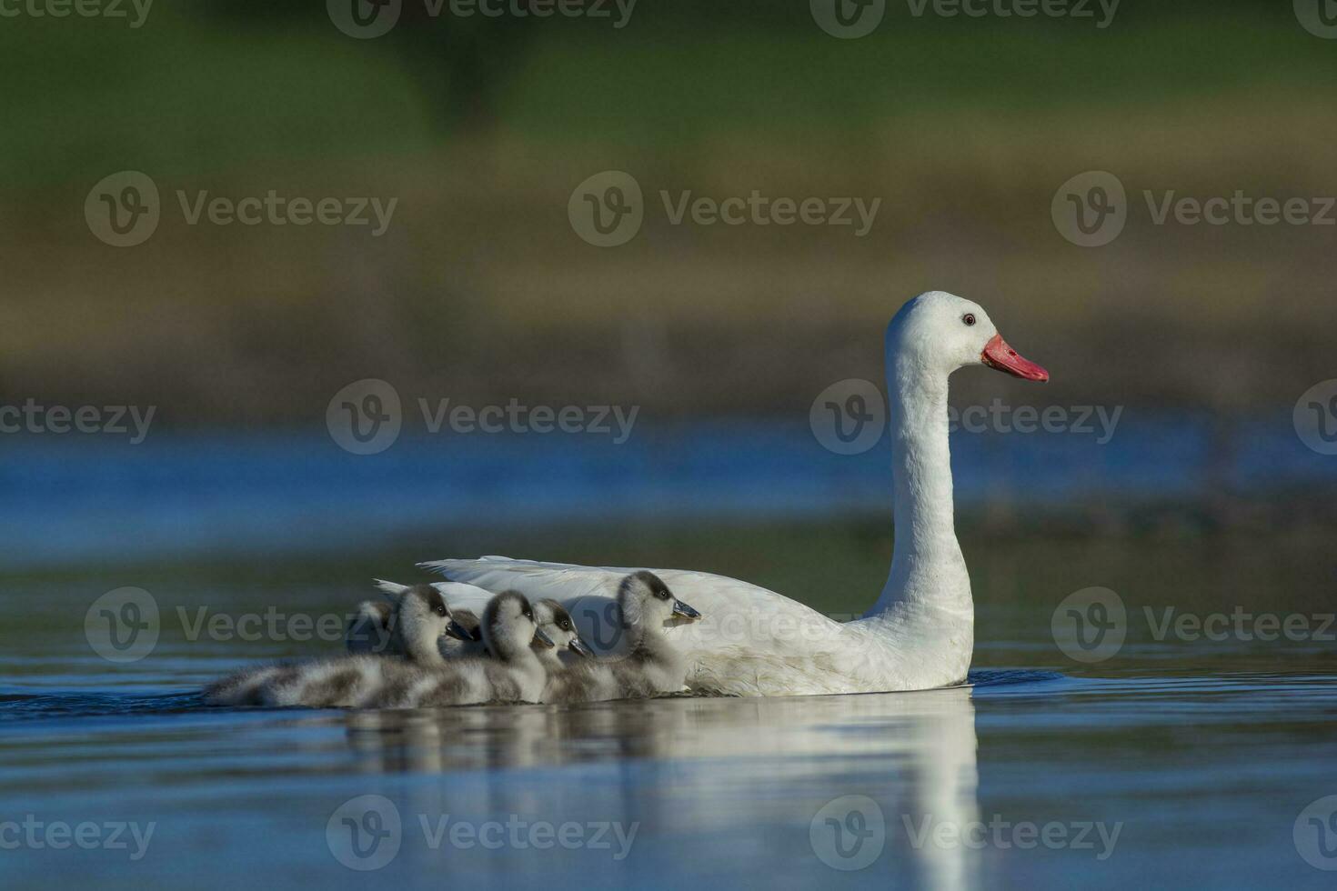 Coscoroba swan with cygnets swimming in a lagoon , La Pampa Province, Patagonia, Argentina. photo