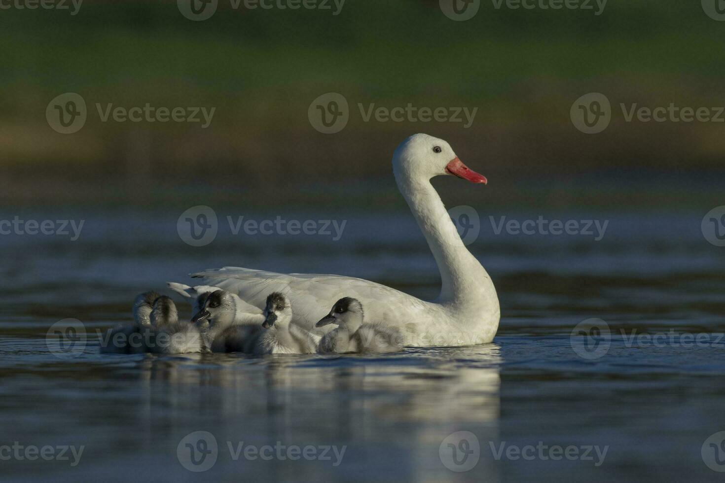 Coscoroba swan with cygnets swimming in a lagoon , La Pampa Province, Patagonia, Argentina. photo