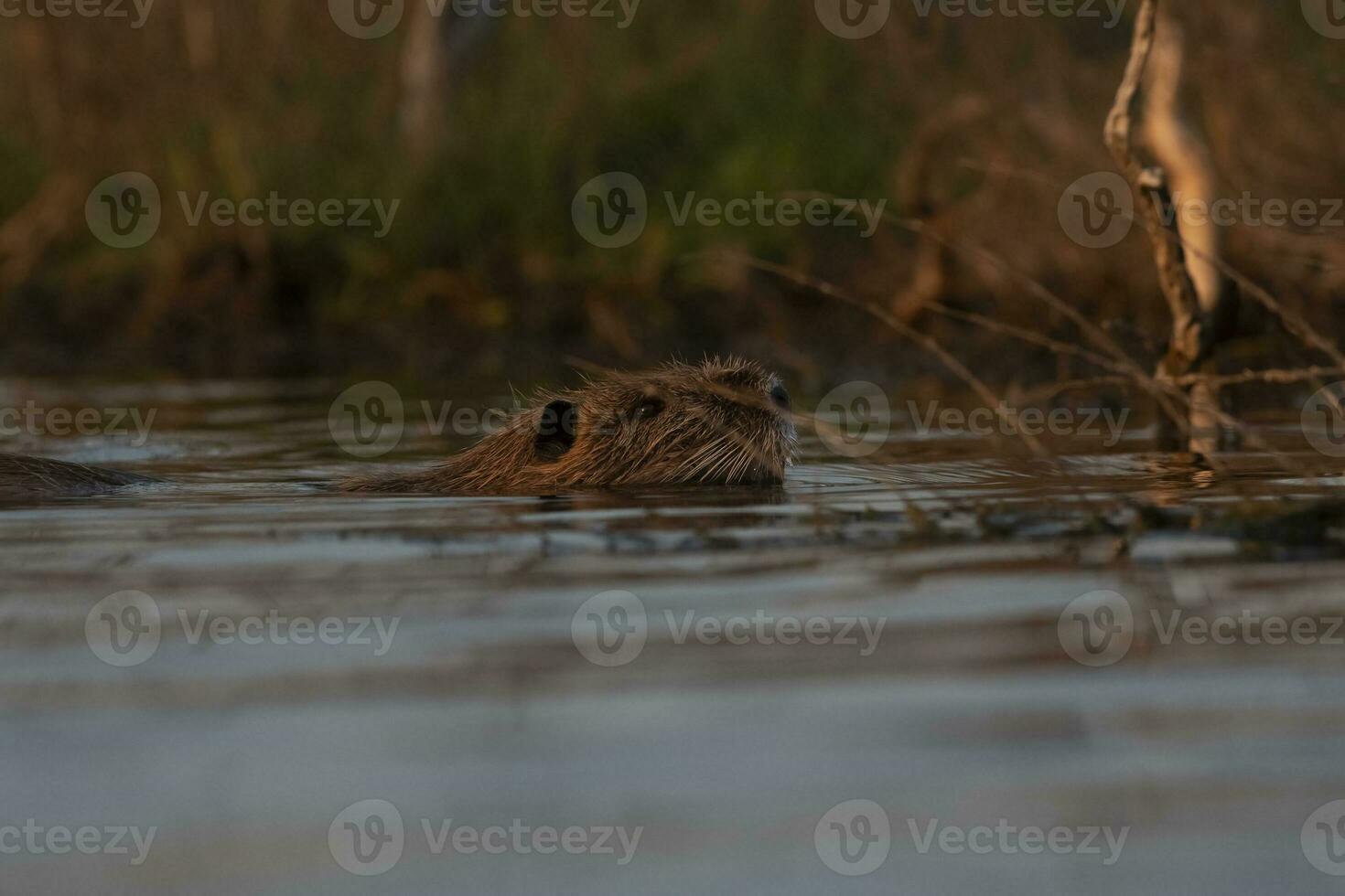 Coipo, Myocastor coypus, La Pampa Province, Patagonia, Argentina. photo
