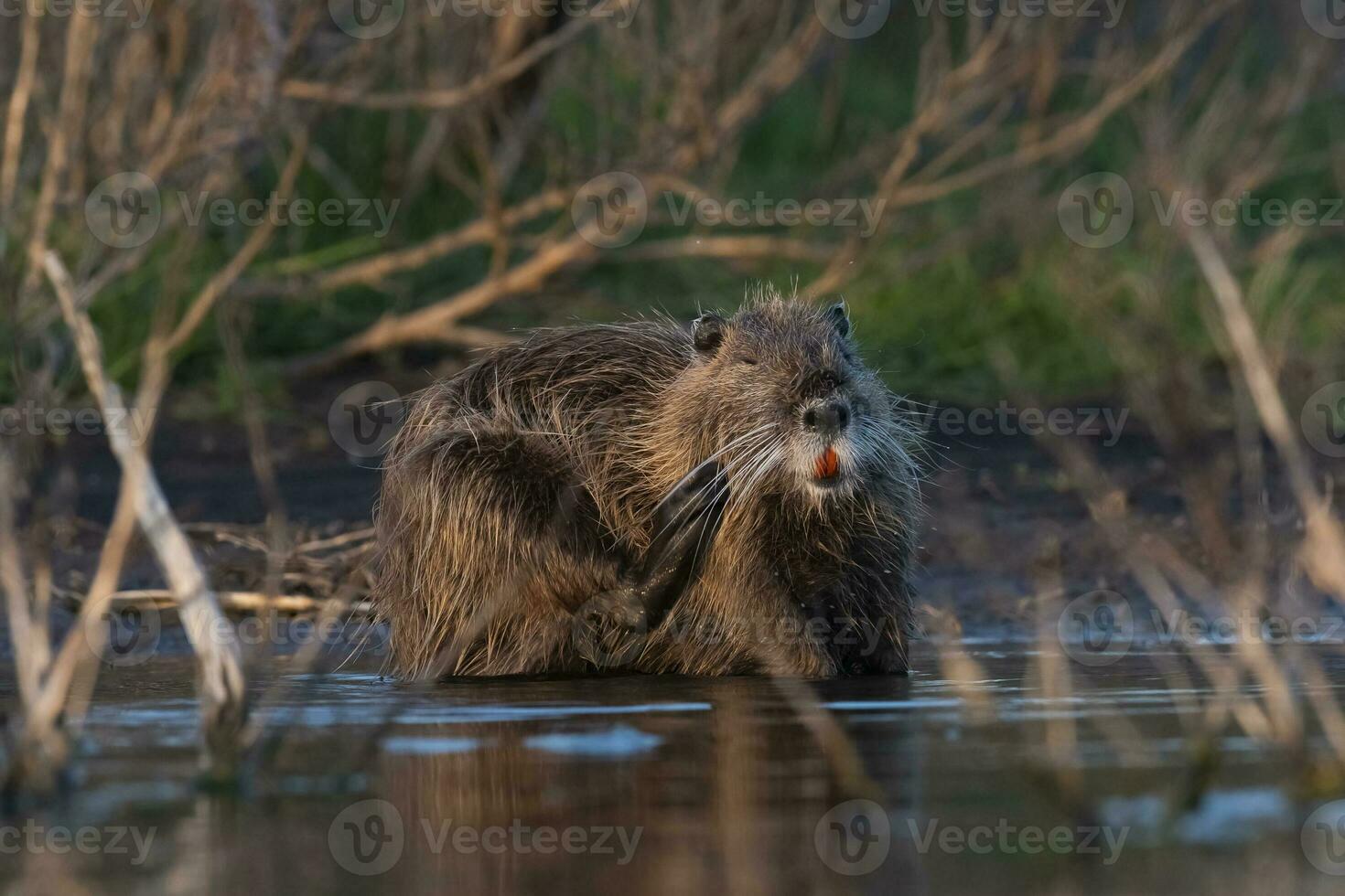 Coipo, Myocastor coypus, La Pampa Province, Patagonia, Argentina. photo