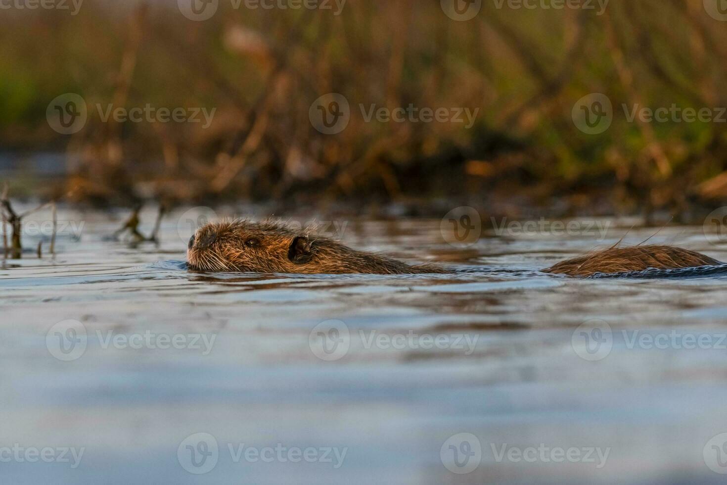 coipo, miocastor coipo, la pampa provincia, Patagonia, argentina. foto