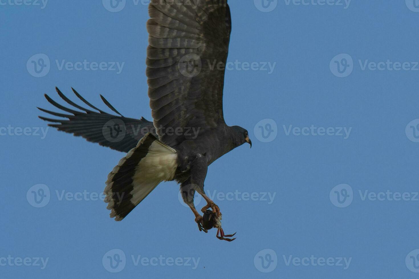 Snail Kite , Ibera Marsh National Park , Corrientes  province, Patagonia , Argentina. photo