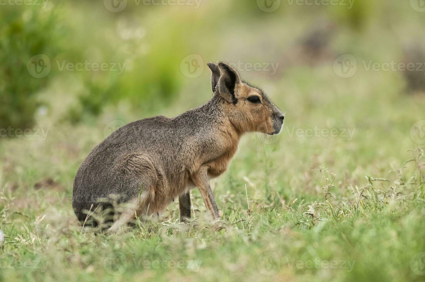 Patagonian cavi in grassland environment , La Pampa Province, Patagonia , Argentina photo