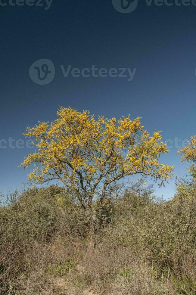 Chanar tree in Calden forest, bloomed in spring,La Pampa,Argentina photo