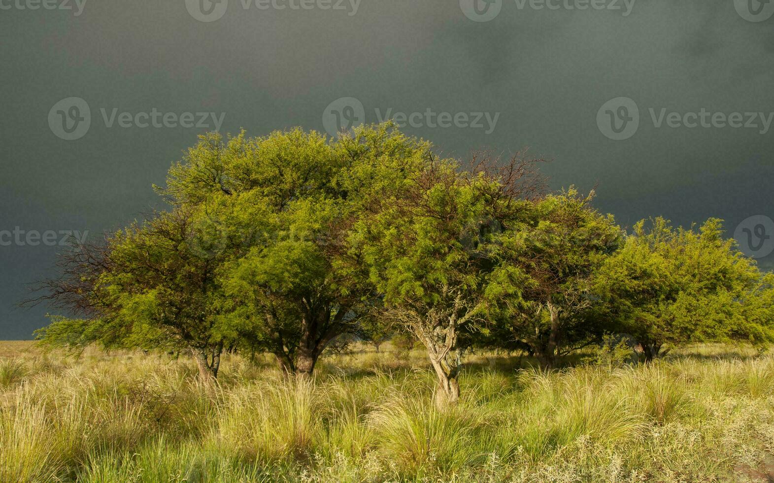 Calden forest landscape, Prosopis Caldenia plants, La Pampa province, Patagonia, Argentina. photo