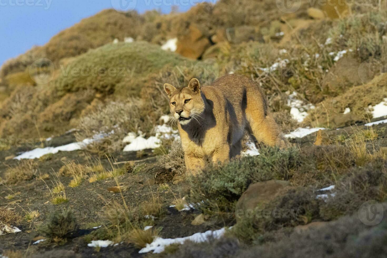 Cougar walking in mountain environment, Torres del Paine National Park, Patagonia, Chile. photo