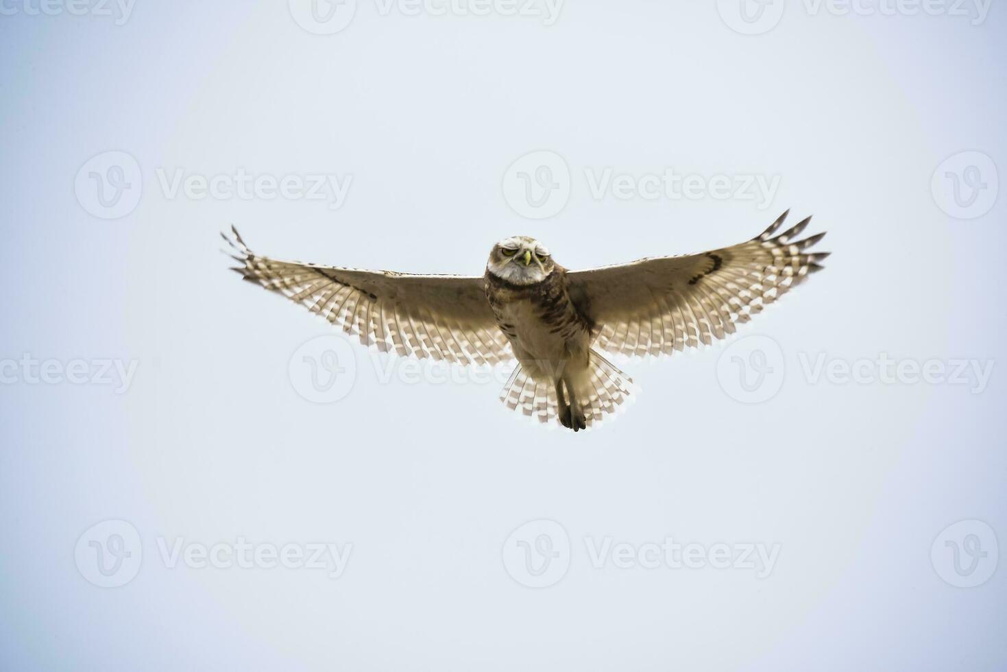 Burrowing Owl perched, La Pampa Province, Patagonia, Argentina. photo