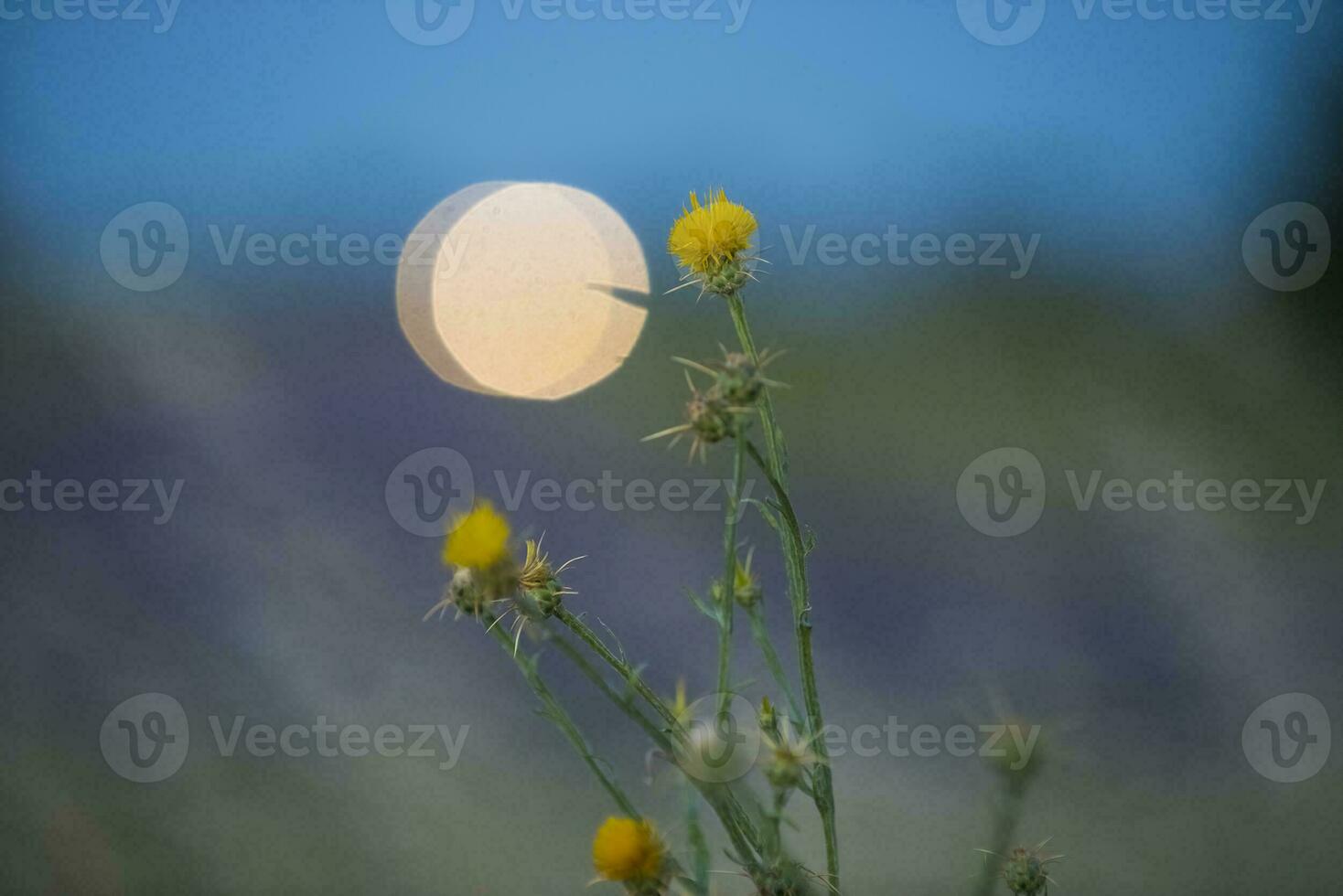 Wild Flowers, abstract, background photo