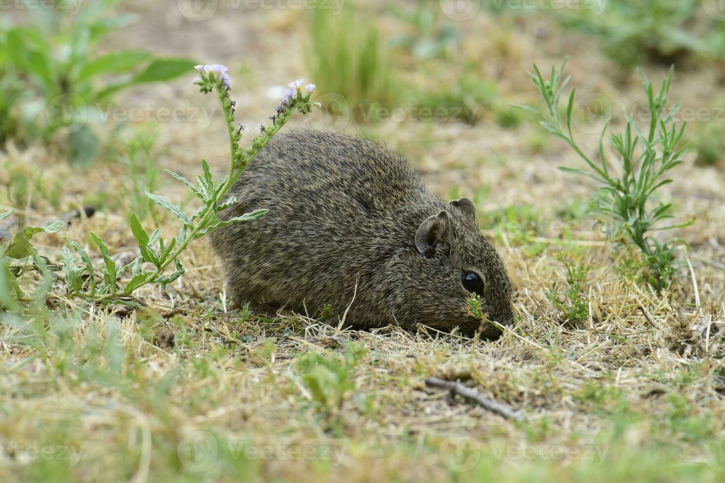 Desierto cavi, Lihue Calel nacional parque, la pampa provincia, Patagonia , argentina foto