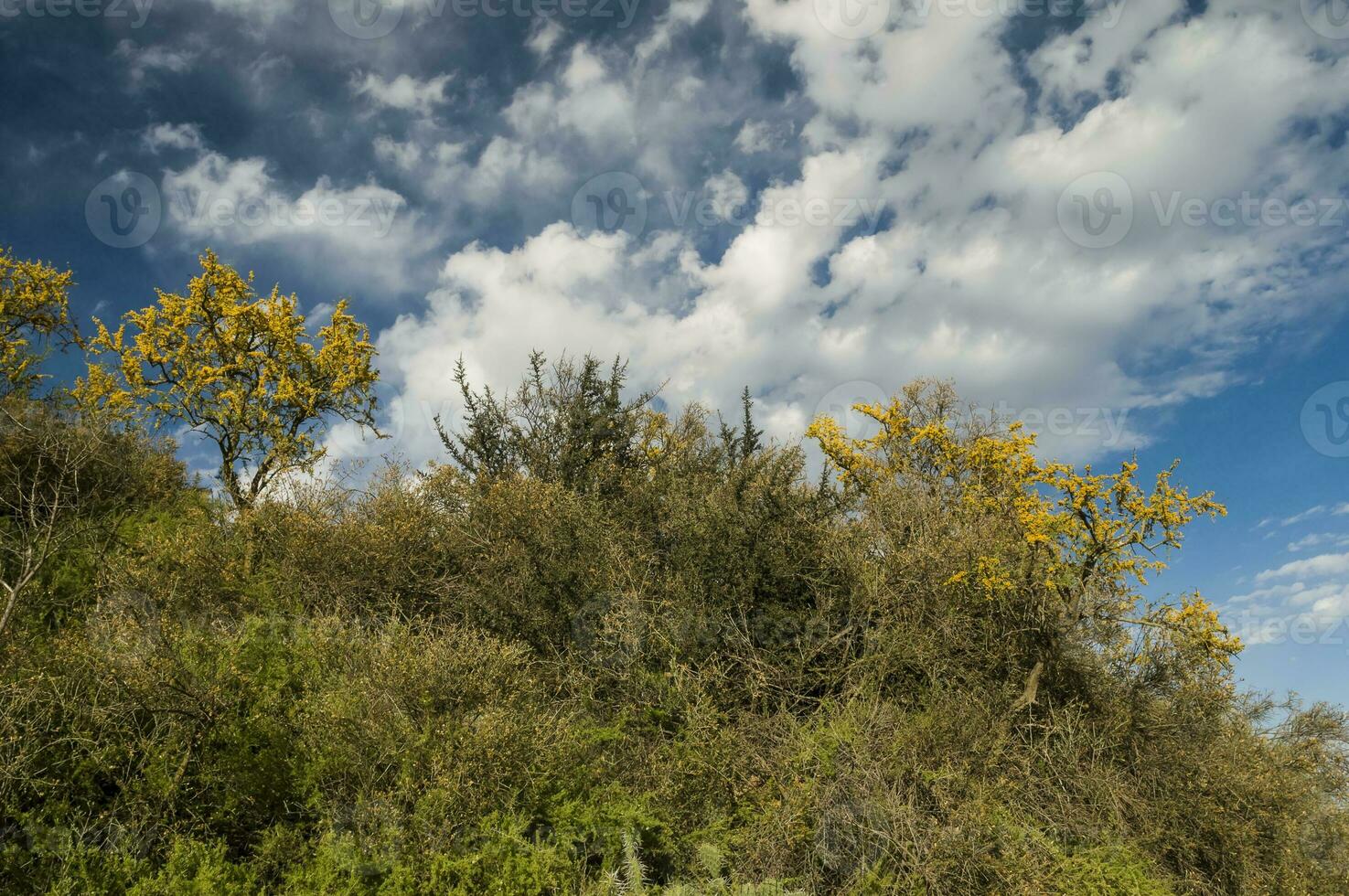 Chanar tree in Calden forest, bloomed in spring, La Pampa, Argentina photo