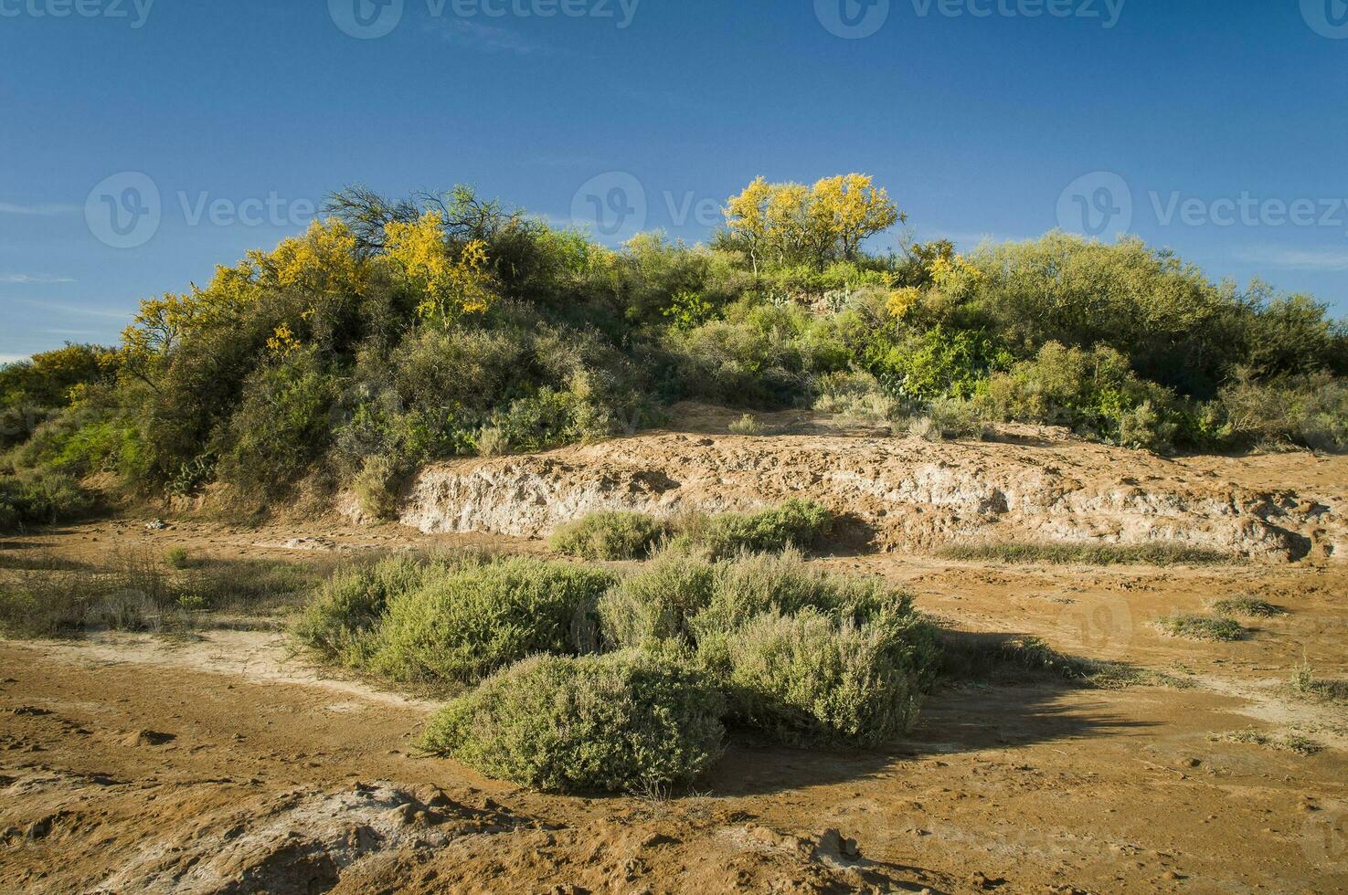 Chanar tree in Calden forest, bloomed in spring, La Pampa, Argentina photo