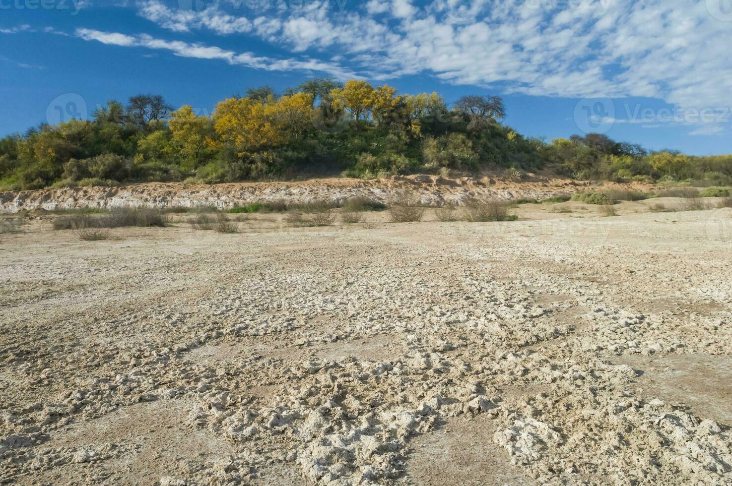 Chanar tree in Calden forest, bloomed in spring,La Pampa,Argentina photo