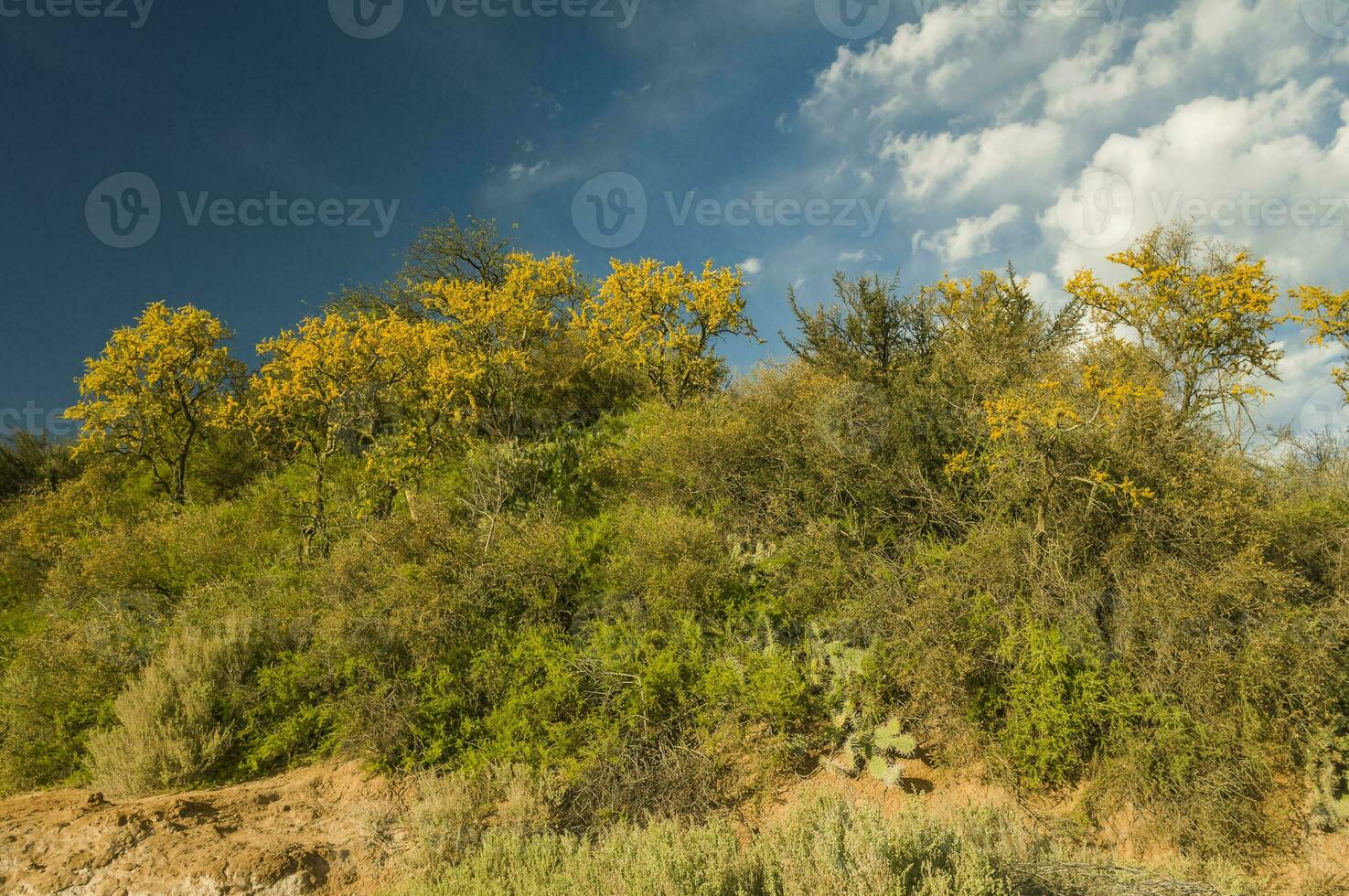 Chanar tree in Calden forest, bloomed in spring, La Pampa, Argentina photo